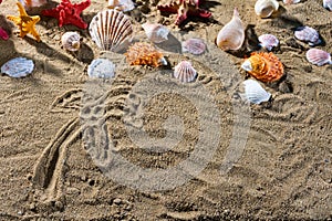 On the sandy sea beach there is a drawing - palm trees. Sandy shore of a sea beach full of abandoned shells