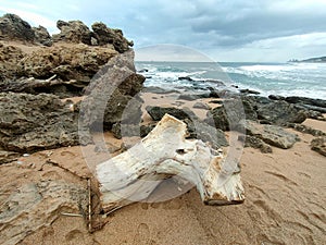 Sandy sea shore with a weathered tree trunk and rocks