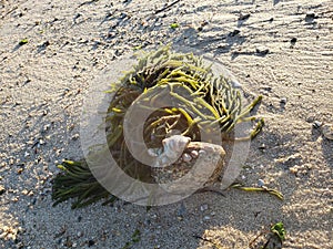 Sandy seaweed beach