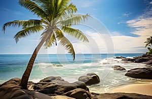 Sandy Serenity: Palm Tree Rests Amidst Sun-Kissed Beach