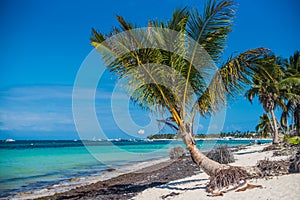 Sandy shore of the Atlantic Ocean. The bent palm grows on the shore