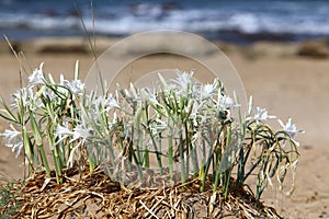 Star lily blooms on the sandy shore of the Mediterranean Sea photo