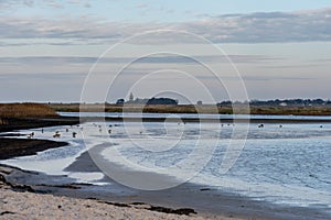 A sandy shoreline at a beautiful nature reserve. Picture from Falsterbo in Scania, Sweden