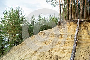 Sandy soil erosion near the pine wood, environmental problems