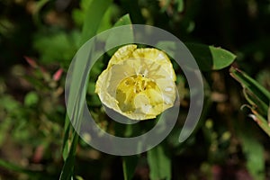 Cutleaf eveningprimrose