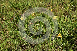 Cutleaf eveningprimrose