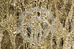 Sandy soil with twisted roots of riverside plants