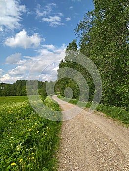 sandy sunny road among the field and trees