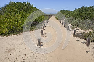 Sandy track with gum rockrose both side