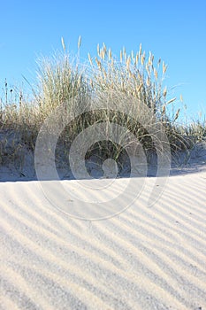 Sandy waves and wild leymus plant at sand beach photo