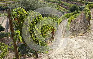 Sandy wine route through steep vineyard next to a winery with green grape bushes