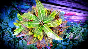 SanFrancisco or Croton Plant photo