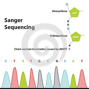 Sanger Sequencing dNTPs ddNTPs 2