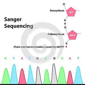 Sanger Sequencing dNTPs ddNTPs 2