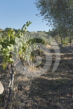 Sangiovese clusters, vines and vineyards whose grapes give the famous Brunello. Precious fruits from the province of Siena,