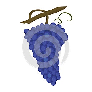 Sangiovese grape