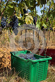 Sangiovese grape harvest photo