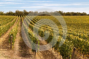 Sangiovese grape vineyards photo