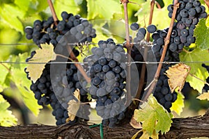 Sangiovese grapes