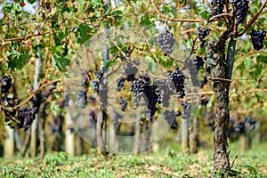 Sangiovese grapes in Montalcino, Italy photo
