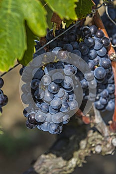 Sangiovese grapes in the Montalcino region of Tuscany