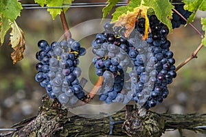 Sangiovese grapes in the Montalcino region of Tuscany photo