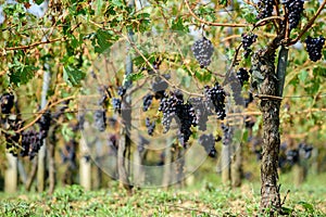 Sangiovese grapes in Montalcino photo