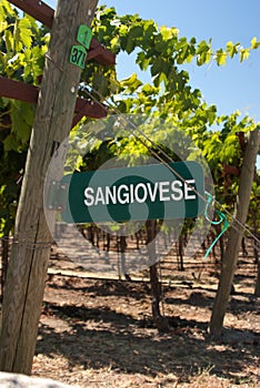 Sangiovese Signpost of California
