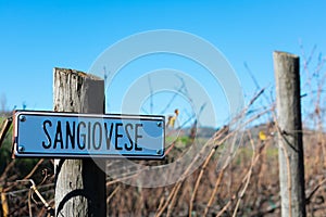 Sangiovese wine grape variety sign on wooden vertical end post photo