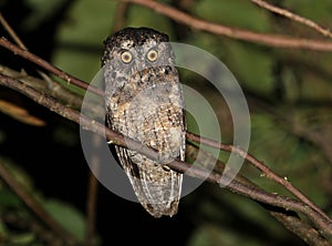 Sangirdwergooruil, Sangihe Scops-owl, Otus collari photo
