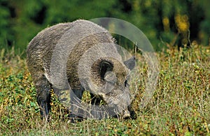 SANGLIER D`EUROPE sus scrofa