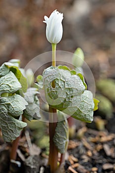 Flowering Bloodroot Sanguinaria canadensis Star, budding white flower photo