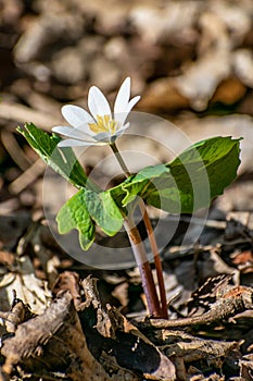 Bloodroot Flower In Kettle Moraine State Park