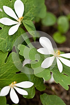 Sanguinaria canadensis flowers photo