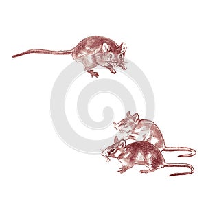 Sanguine mouse