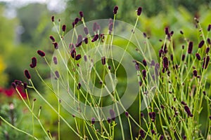 Sanguisorba