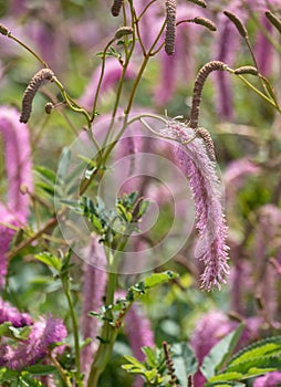 Sanguisorba hakusanensis fluffy perennial flowers, also known as Lilac Squirrel. Photographed at RHS Wisley garden in Surrey UK.