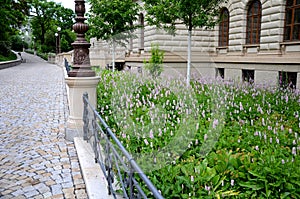 Sanguisorba metal fence cobblestone sidewalk flowers that are an apple blossom pink,appearing from July to September on tall