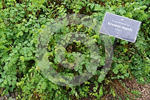 Sanguisorba minor, is an important medicinal and medicinal plant