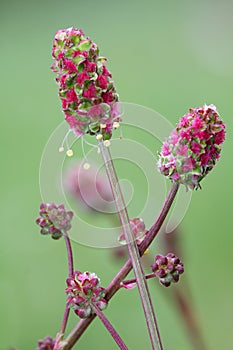 Sanguisorba minor, the salad burnet, garden burnet, small burnet, burnet, is a plant in the family Rosaceae that is photo