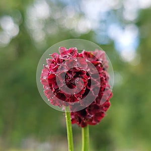 Sanguisorba officinalis