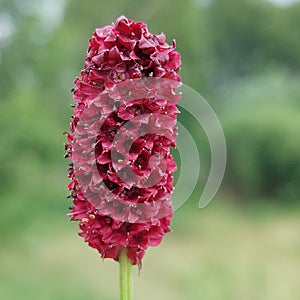 Sanguisorba officinalis