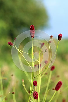 Sanguisorba officinalis