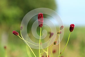 Sanguisorba officinalis