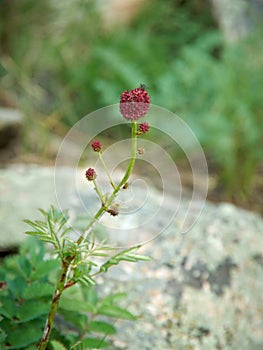 Sanguisorba officinalis