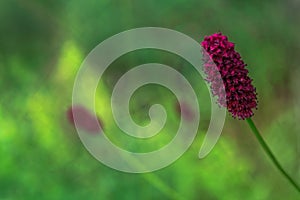 Sanguisorba officinalis on a blurred background stylized painting