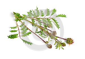 Sanguisorba officinalis, commonly known as great burnet. Isolated on white background