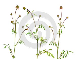 Sanguisorba officinalis, commonly known as great burnet. Isolated on white background