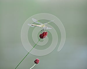 Sanguisorba officinalis dark red flowers oval shaped dragonfly flutters its wings on the flower