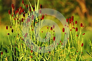 Sanguisorba officinalis. great burnet.